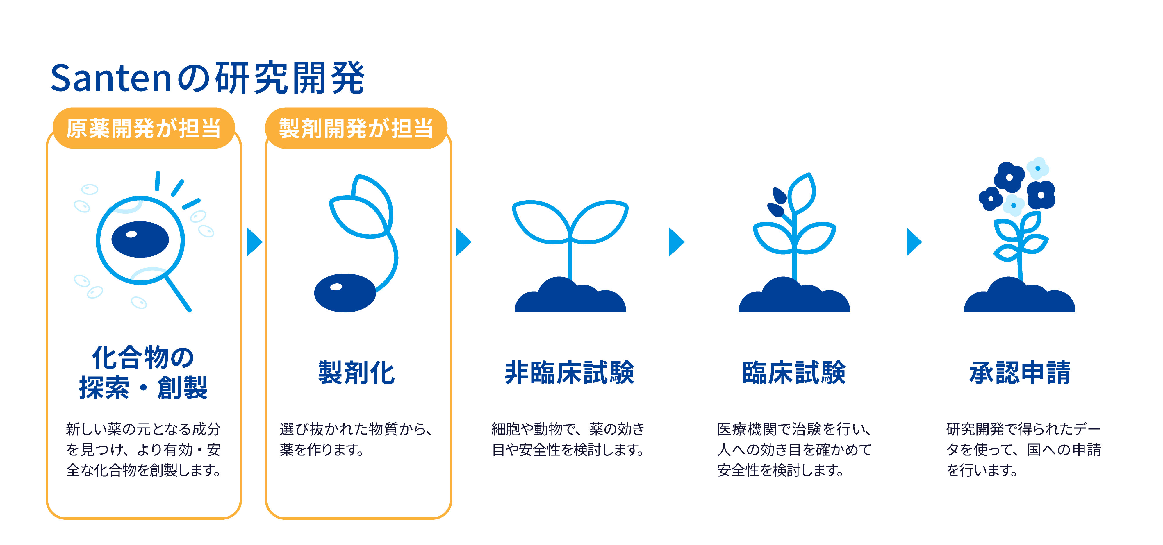 Santenの研究開発プロセスについて説明する画像。化合物の探索・創製、製剤化、非臨床試験、臨床試験、承認申請の順で進む。