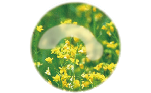 鼻に近いあたりや、中心の上の方または下が弓状に見えなくなります。ほとんどの人は気づきません。視野検査ではじめて発見することができます。