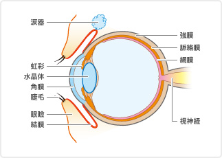 目の構造