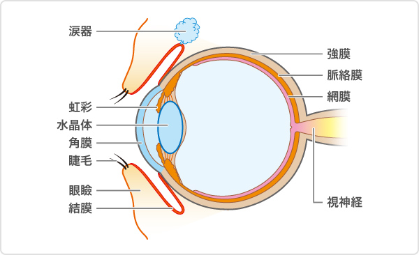 目の構造
