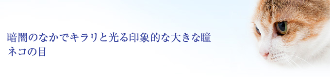 暗闇のなかでキラリと光る印象的な大きな瞳 ネコの目
