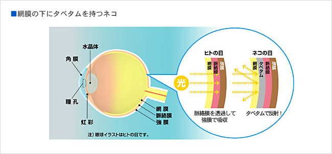 網膜の下にタペタムを持つネコ