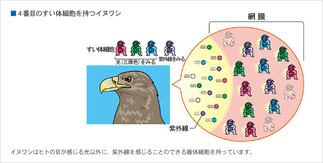 4番目のすい体細胞を持つイヌワシ