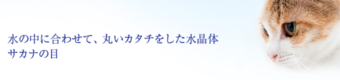 水の中に合わせて、丸いカタチをした水晶体 サカナの目