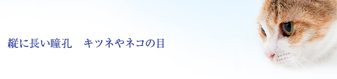 縦に長い瞳孔 キツネやネコの目