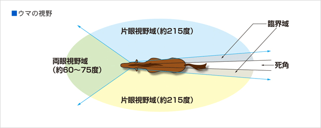 ウマの視野