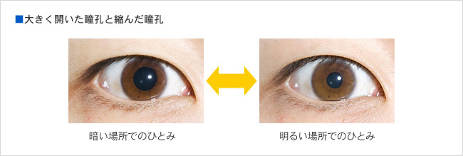 大きく開いた瞳孔と縮んだ瞳孔