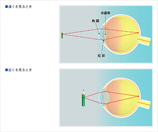 大きく開いた瞳孔と縮んだ瞳孔