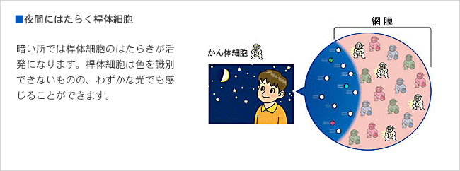 夜間にはたらく桿体細胞