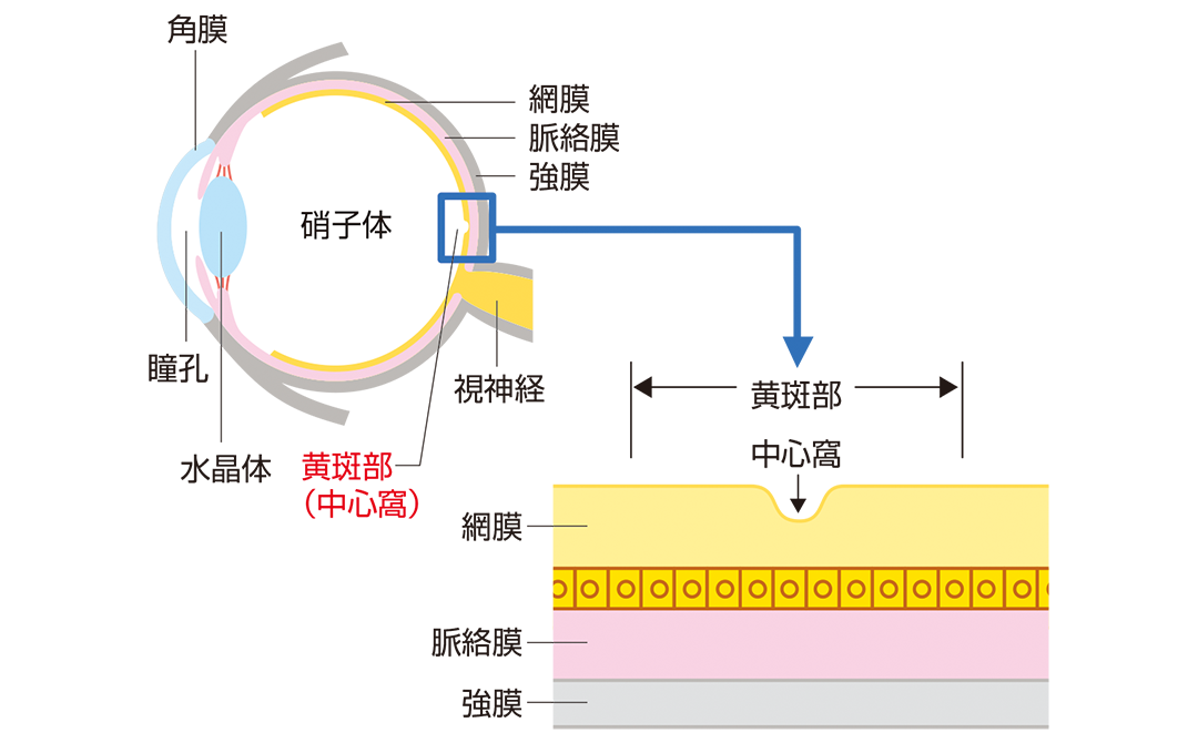 黄斑部を説明したイラスト