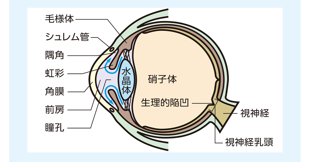 目の水平断面図と各部の名称と房水の流れを説明したイラスト