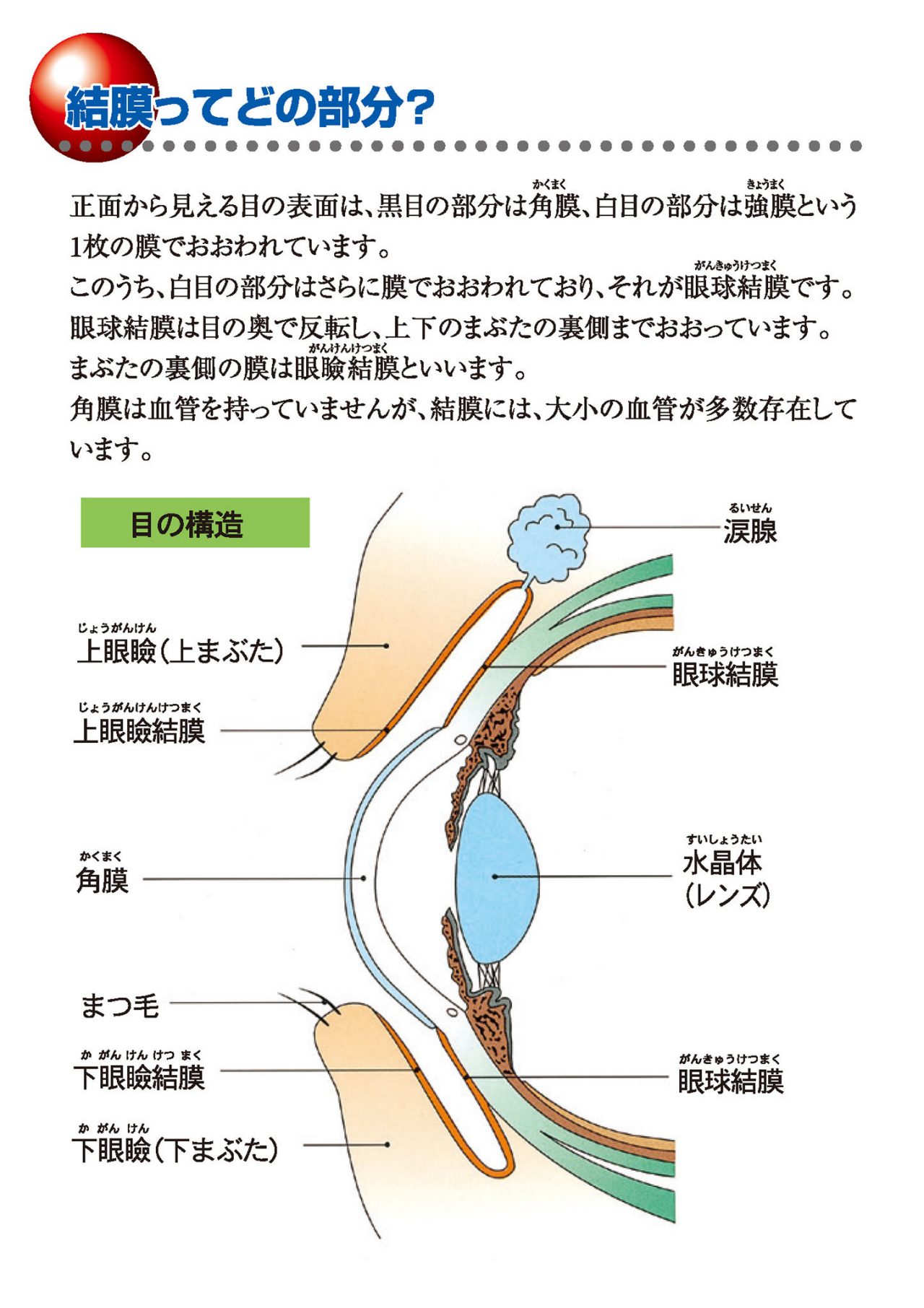 結膜ってどの部分？