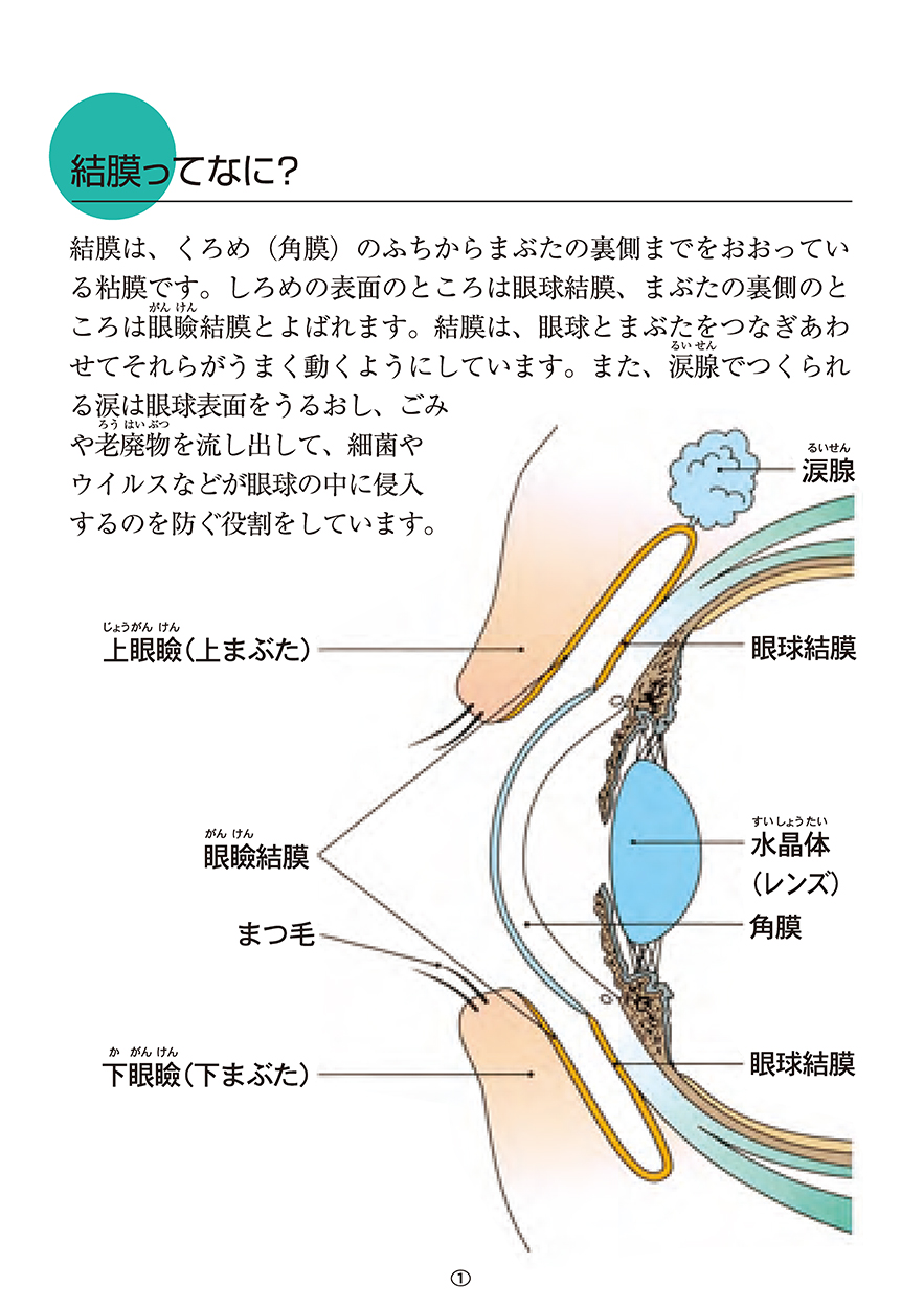 結膜ってなに？