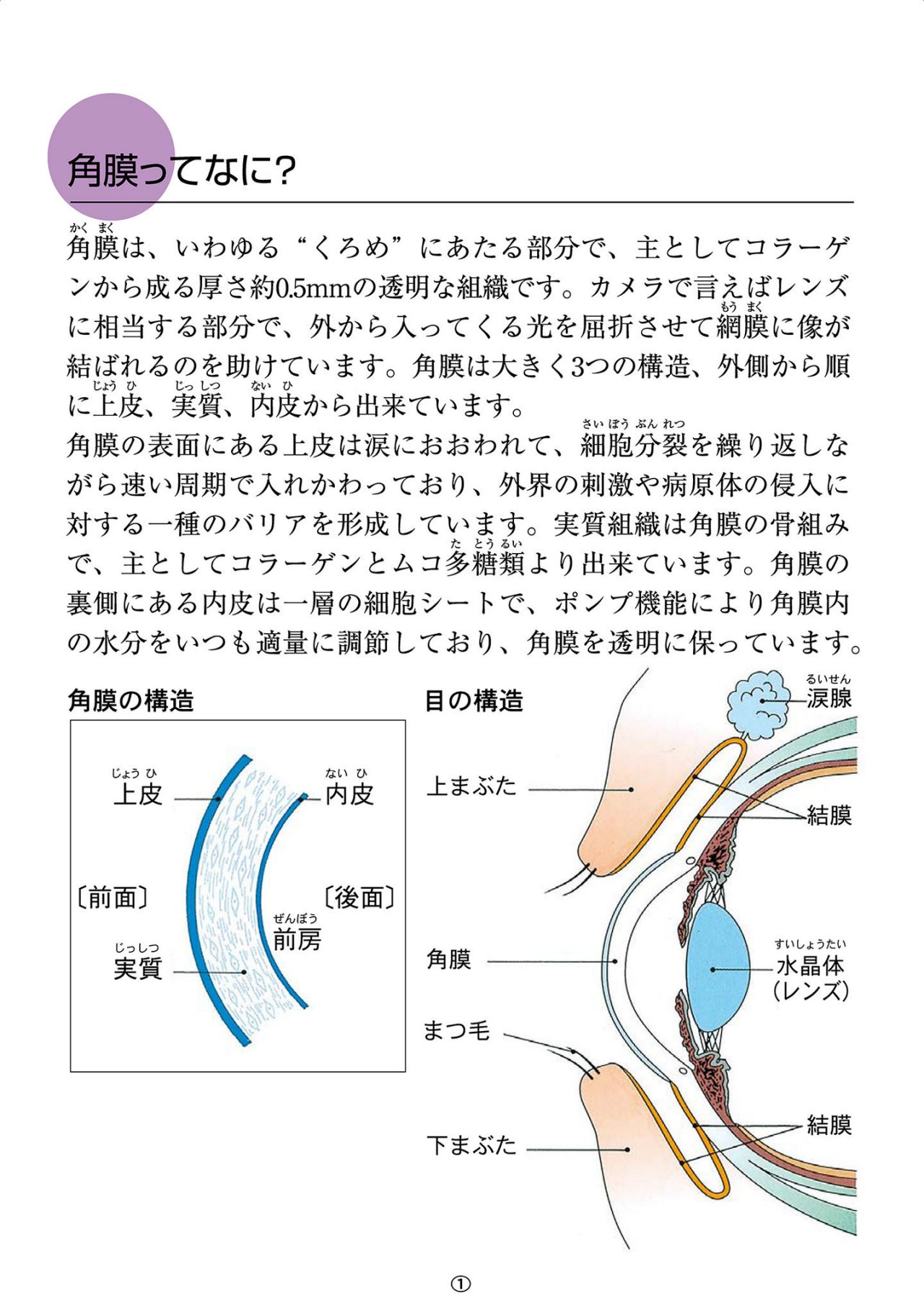 角膜ってなに？