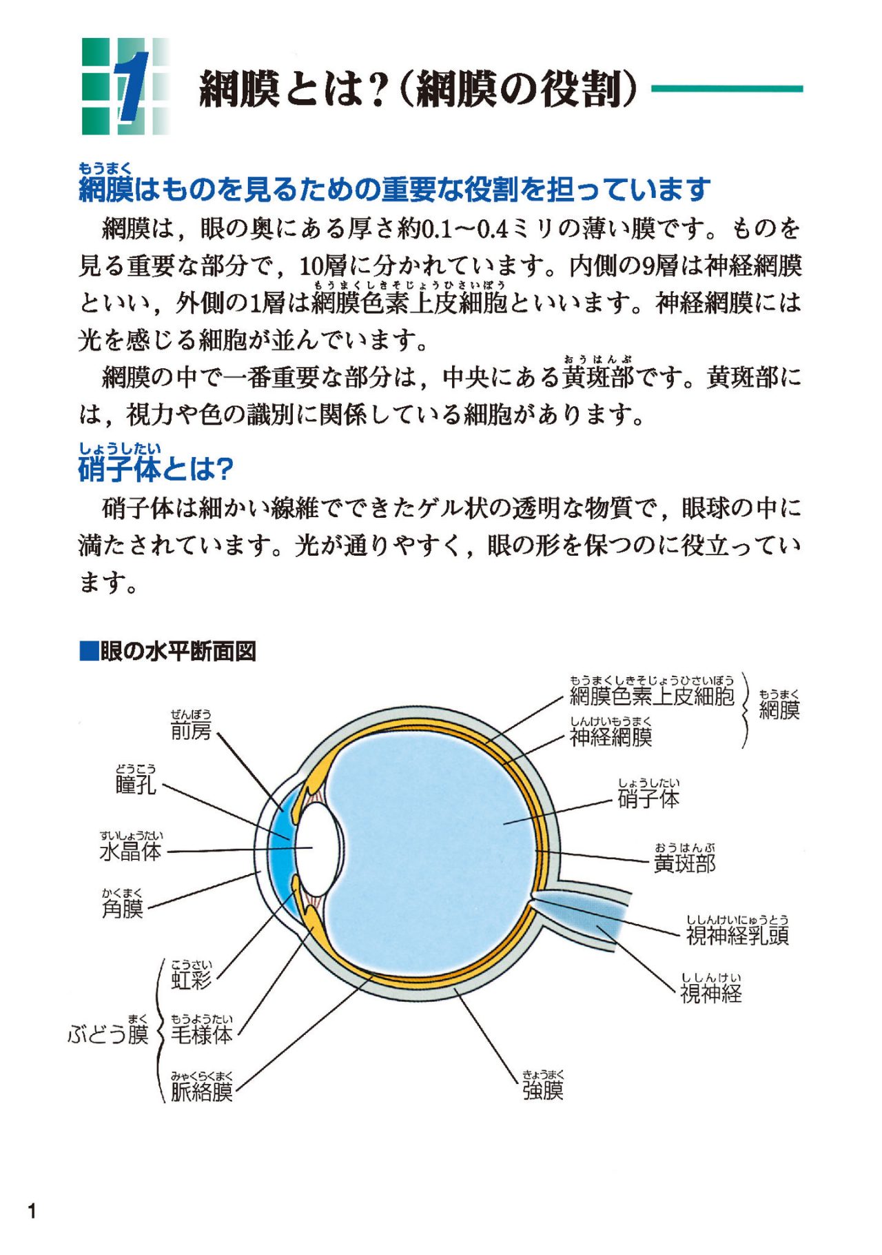 網膜とは？（網膜の役割）