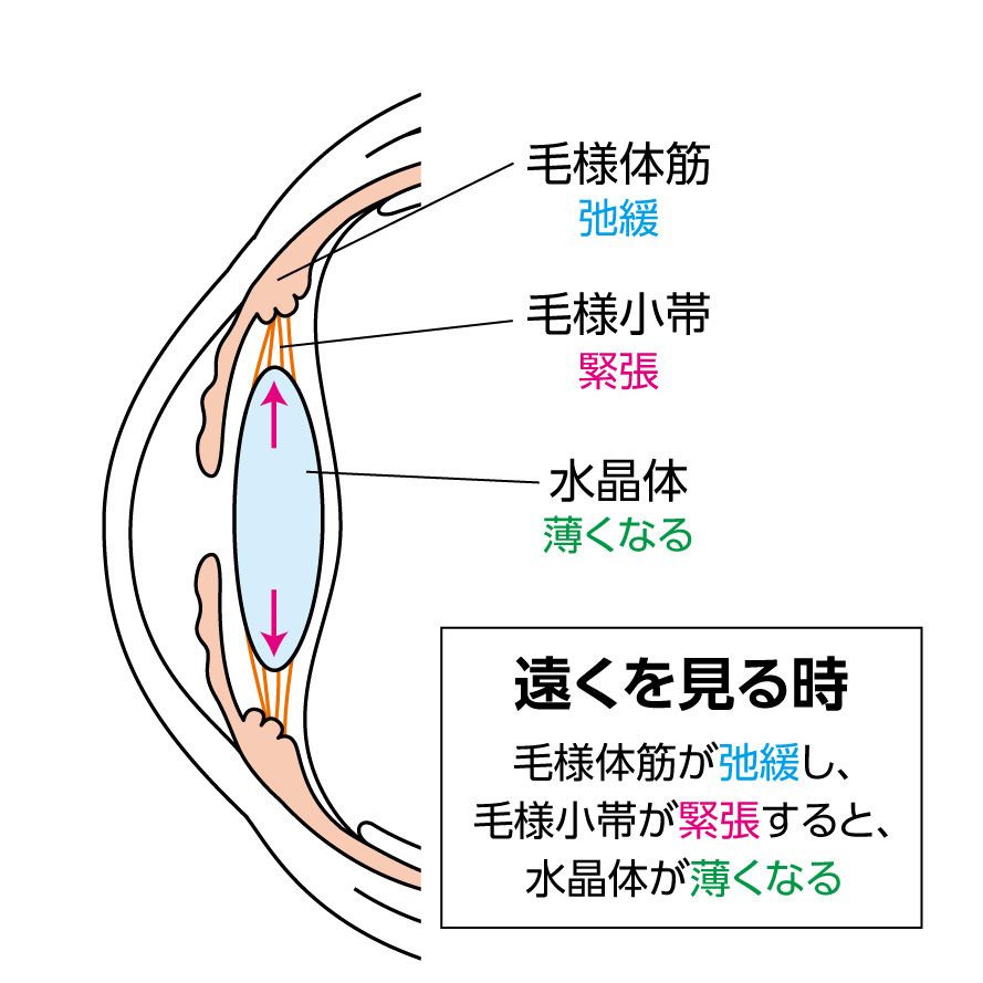 目の構造を説明するイラスト。遠くを見るときのピント調節のしくみを図示している。