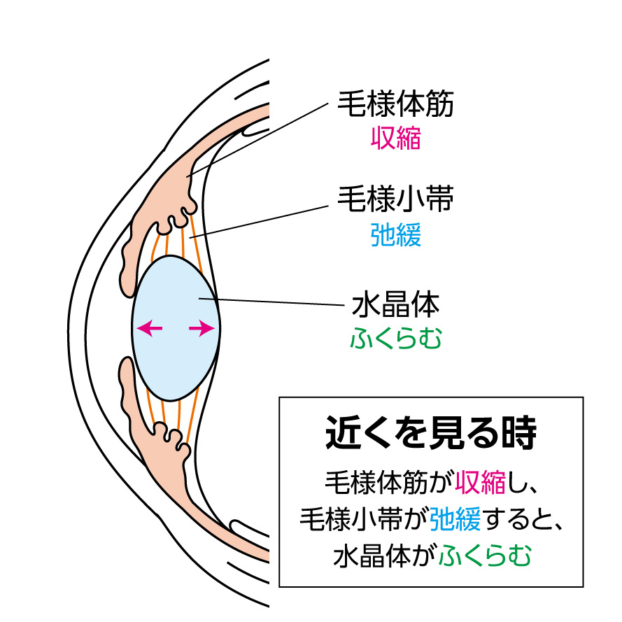 目の構造を説明するイラスト。近くを見るときのピント調節のしくみを図示している。